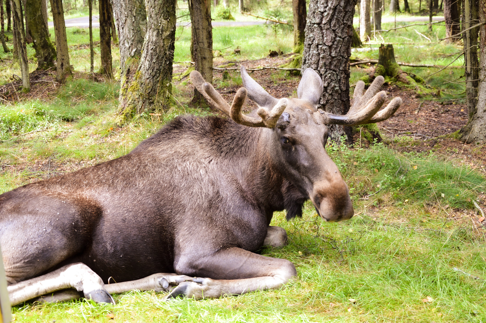 Smålandet Moose Safari